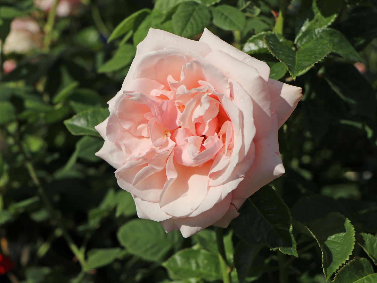 Edelrose 'Aphrodite' ®