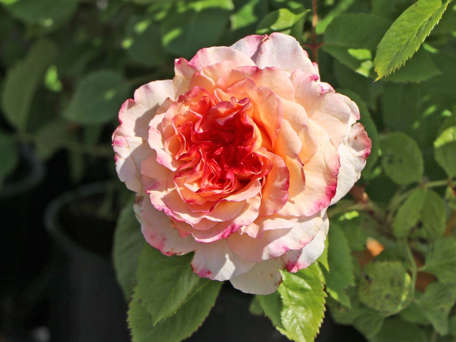 Edelrose 'Aquarell' ® - Rosa 'Aquarell' ®