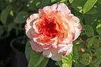 Edelrose 'Aquarell' ® - Rosa 'Aquarell' ®