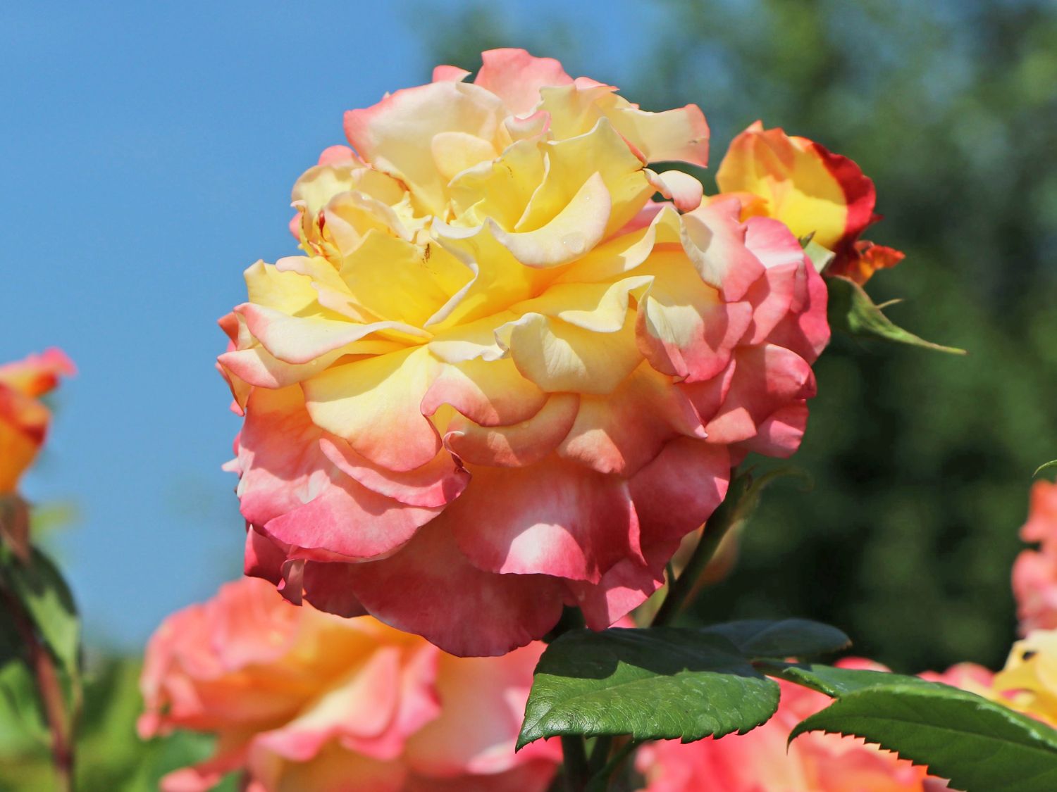 Edelrose 'Aquarell' ® - Rosa 'Aquarell' ®