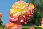 Edelrose 'Aquarell' ® - Rosa 'Aquarell' ®