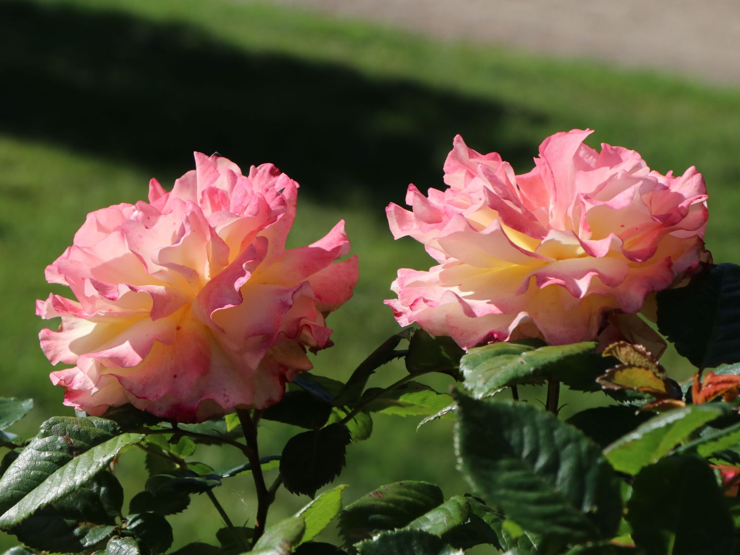 Edelrose 'Aquarell' ® - Rosa 'Aquarell' ®