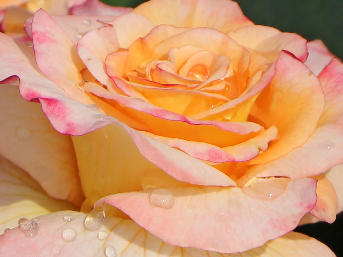 Edelrose 'Aquarell' ® - Rosa 'Aquarell' ®