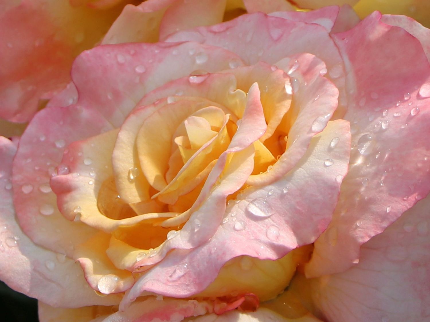 Edelrose 'Aquarell' ® - Rosa 'Aquarell' ®