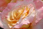 Edelrose 'Aquarell' ® - Rosa 'Aquarell' ®