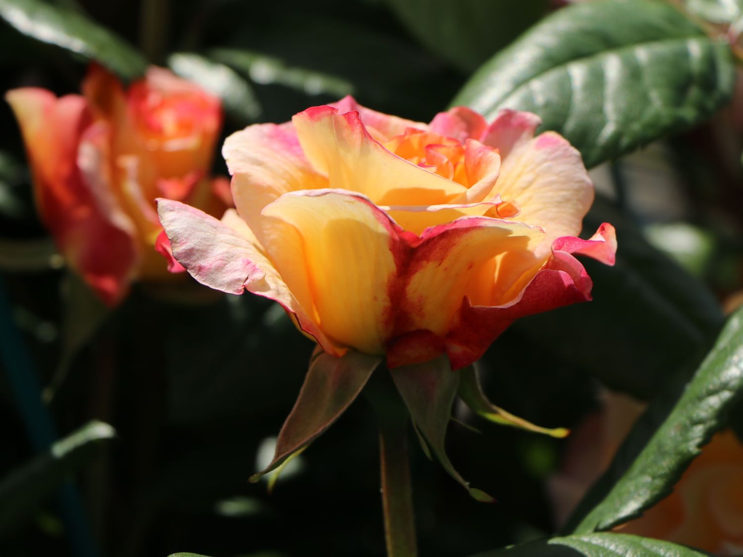 Edelrose 'Aquarell' ® - Rosa 'Aquarell' ®