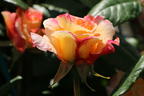 Edelrose 'Aquarell' ® - Rosa 'Aquarell' ®