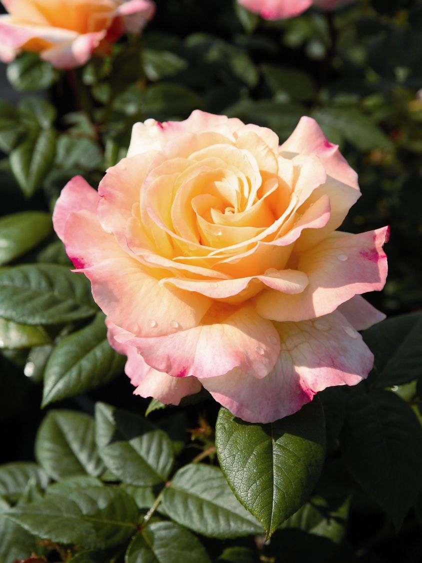 Edelrose 'Aquarell' ® - Rosa 'Aquarell' ®