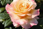 Edelrose 'Aquarell' ® - Rosa 'Aquarell' ®