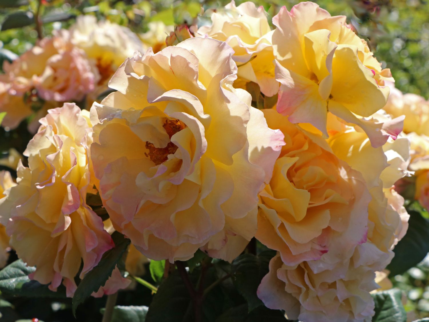 Edelrose 'Aquarell' ® - Rosa 'Aquarell' ®