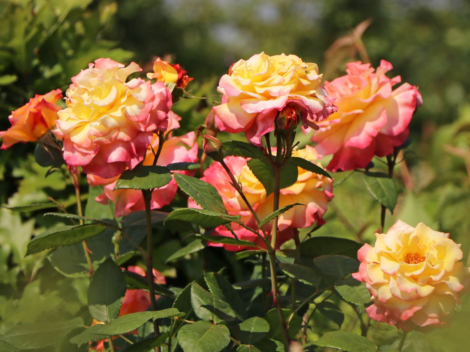 Edelrose 'Aquarell' ® - Rosa 'Aquarell' ®