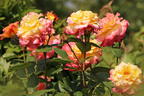 Edelrose 'Aquarell' ® - Rosa 'Aquarell' ®