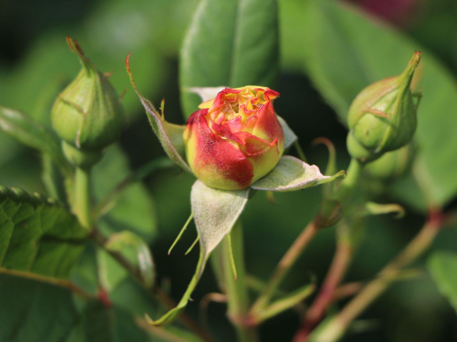 Edelrose 'Aquarell' ® - Rosa 'Aquarell' ®