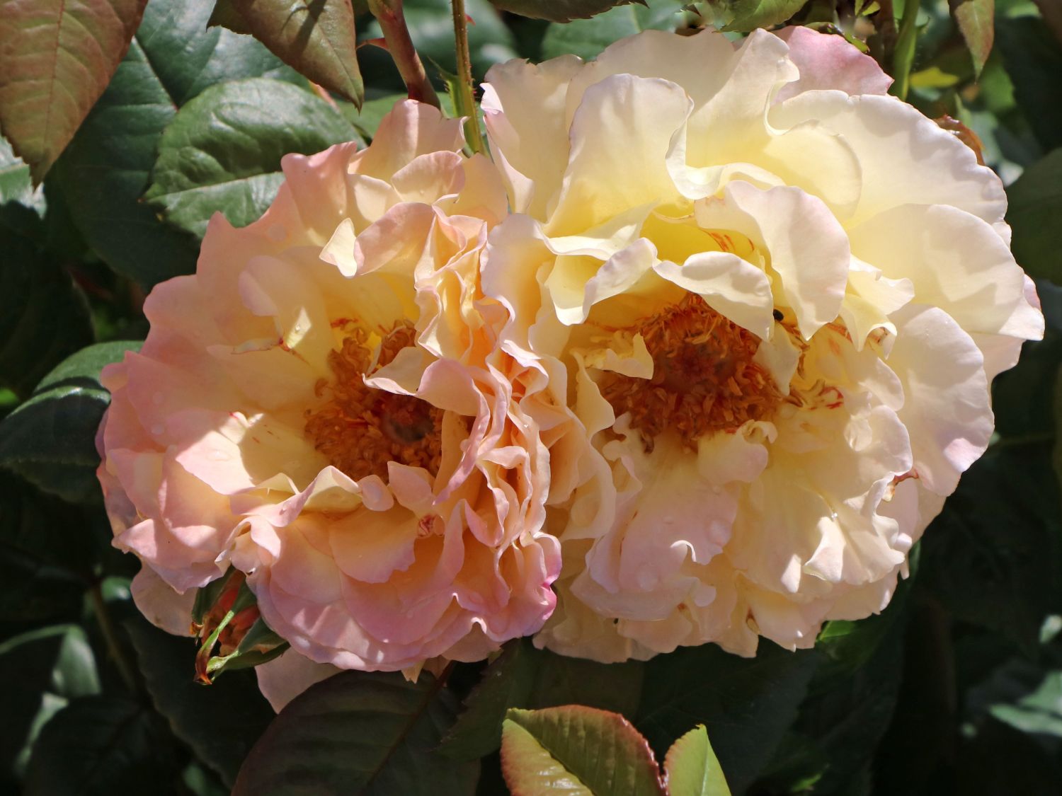 Edelrose 'Aquarell' ® - Rosa 'Aquarell' ®
