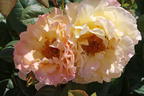 Edelrose 'Aquarell' ® - Rosa 'Aquarell' ®