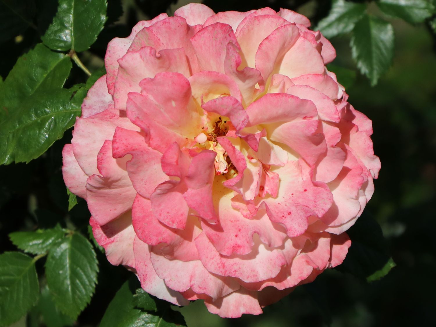 Edelrose 'Aquarell' ® - Rosa 'Aquarell' ®