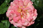 Edelrose 'Aquarell' ® - Rosa 'Aquarell' ®