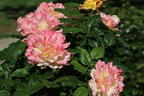 Edelrose 'Aquarell' ® - Rosa 'Aquarell' ®