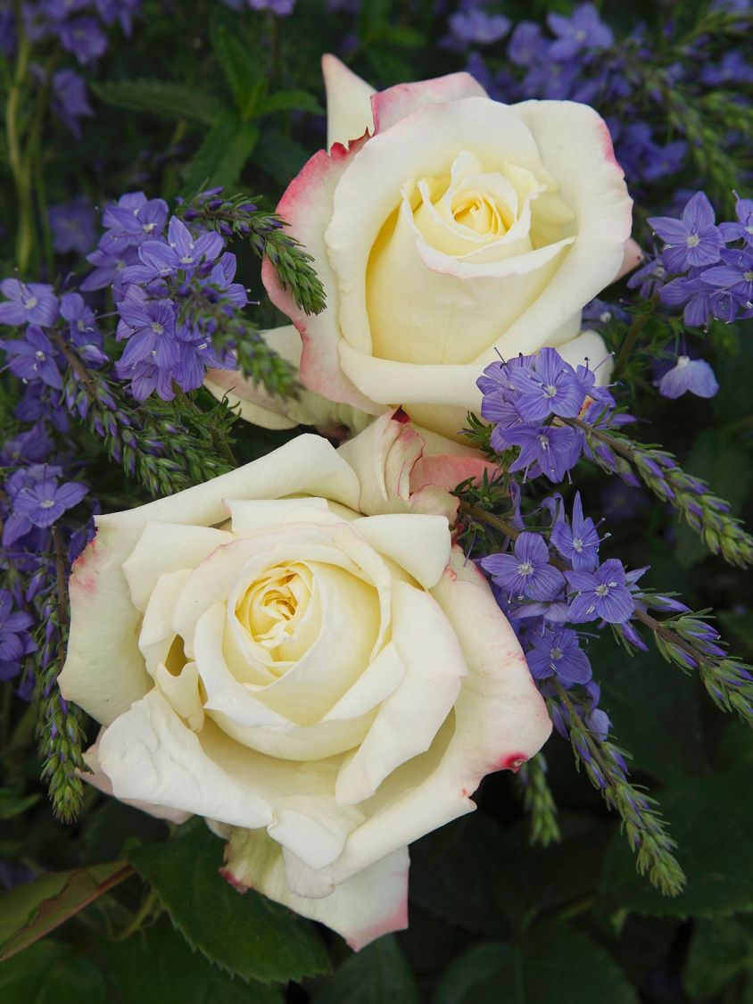 Edelrose 'Athena' ® - Rosa 'Athena' ®