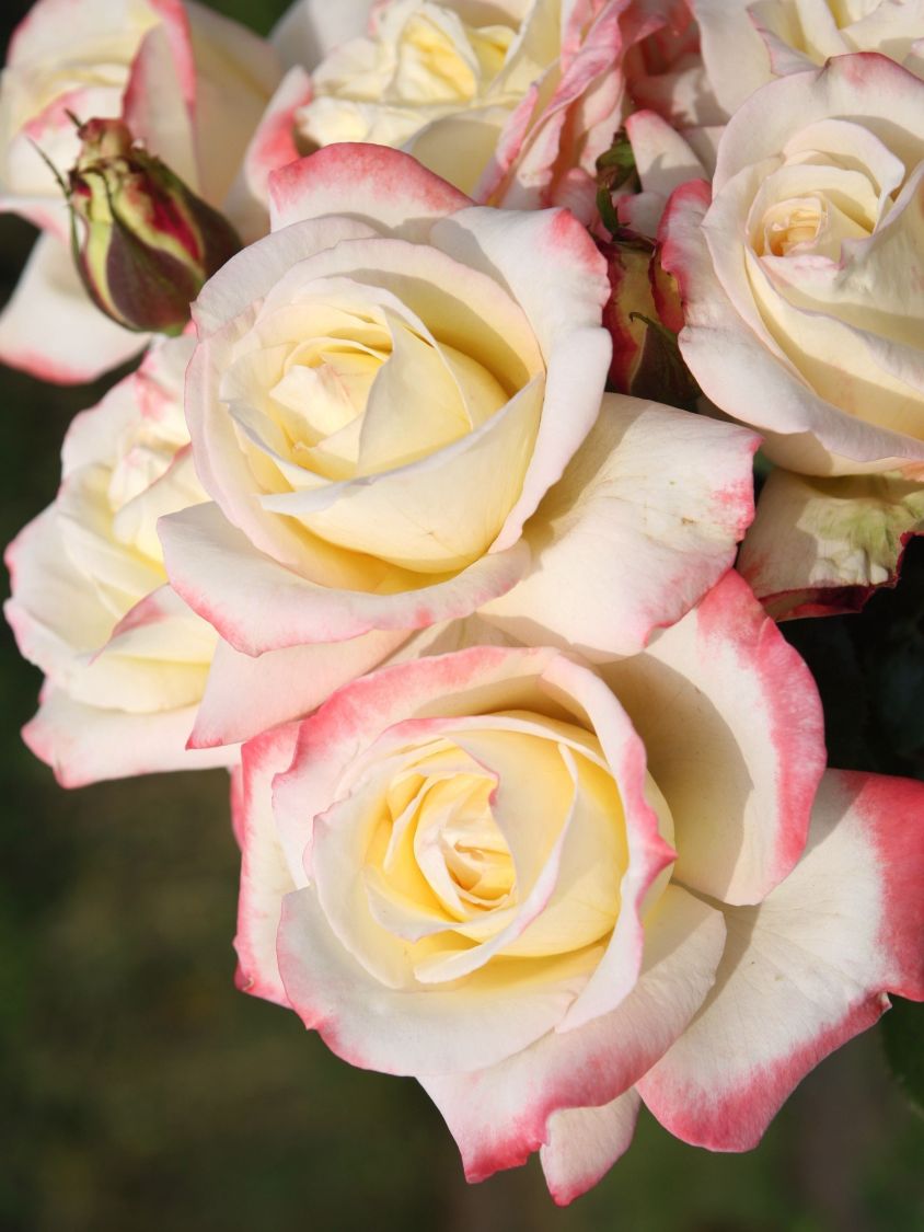 Edelrose 'Athena' ® - Rosa 'Athena' ®