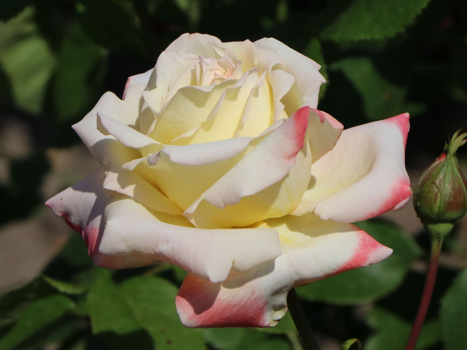 Edelrose 'Athena' ® - Rosa 'Athena' ®