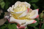Edelrose 'Athena' ® - Rosa 'Athena' ®