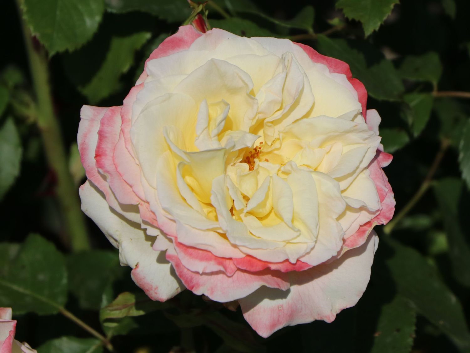 Edelrose 'Athena' ® - Rosa 'Athena' ®
