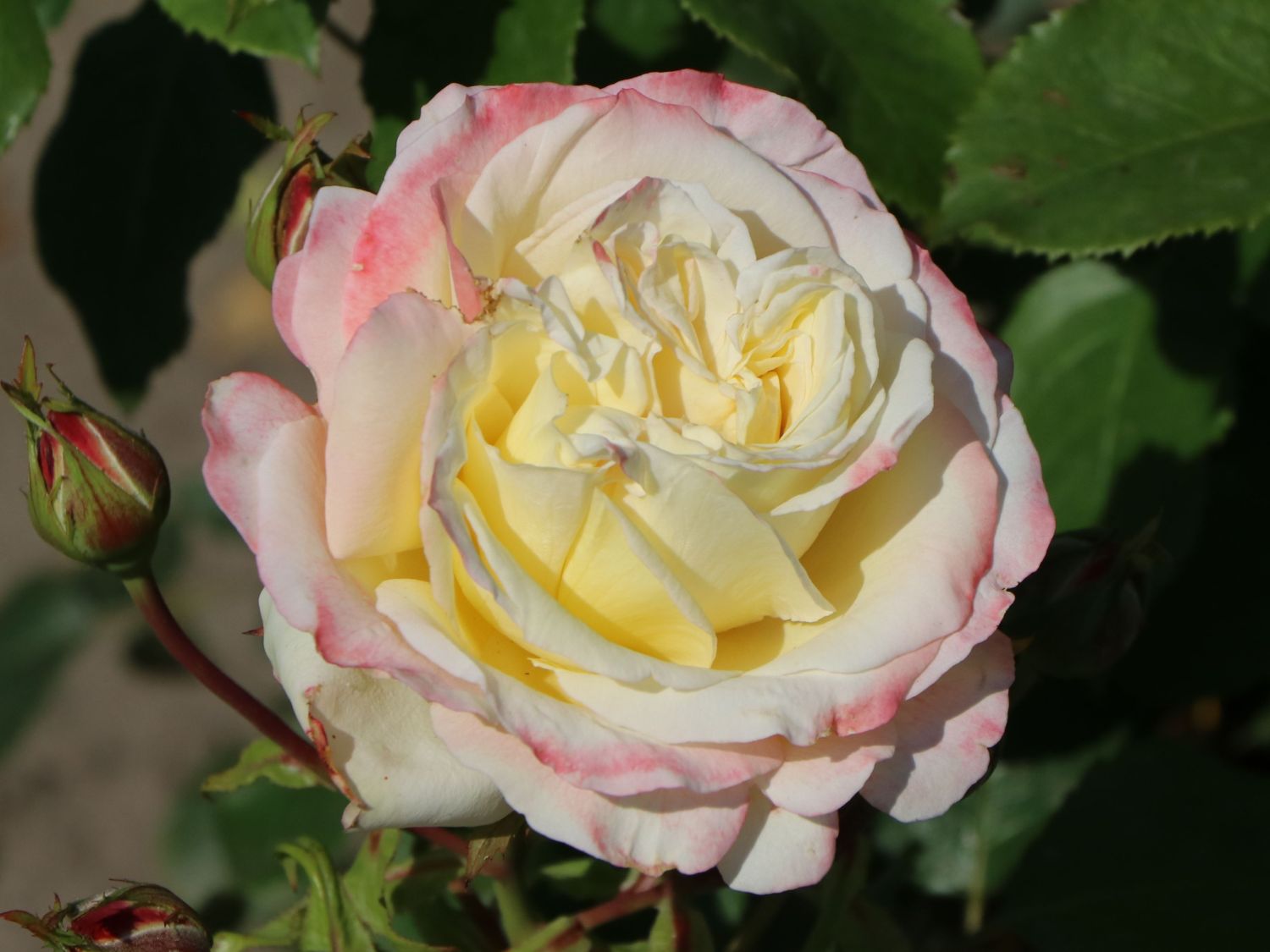 Edelrose 'Athena' ® - Rosa 'Athena' ®