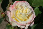 Edelrose 'Athena' ® - Rosa 'Athena' ®