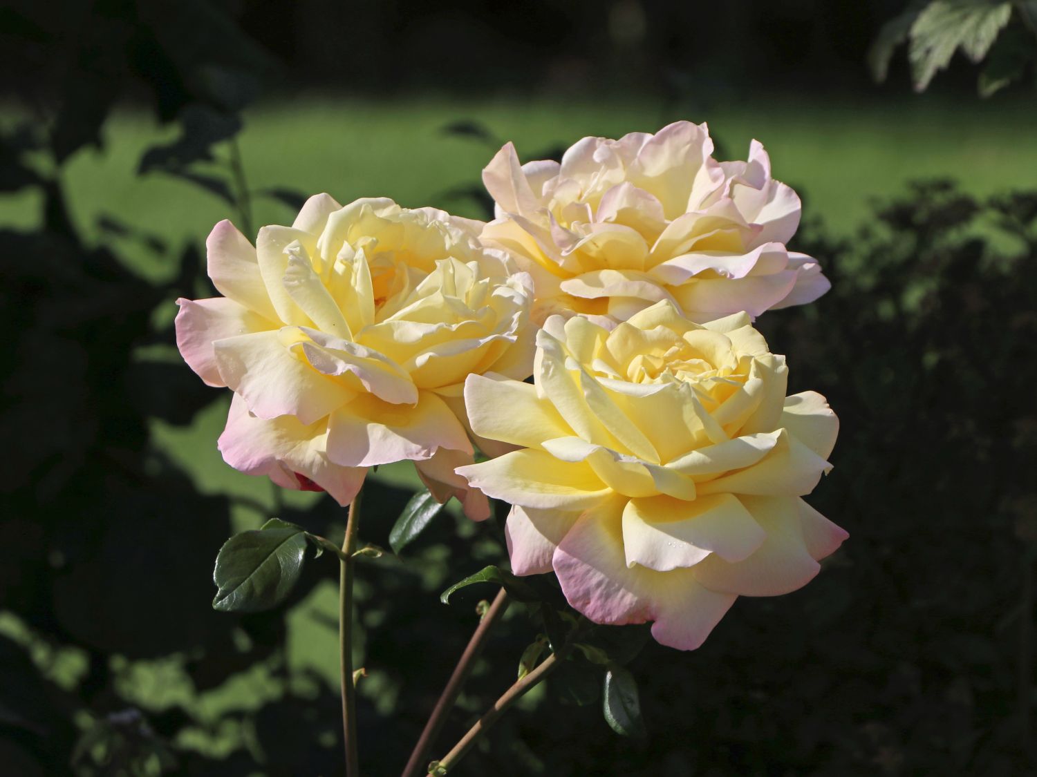Edelrose 'Athena' ® - Rosa 'Athena' ®