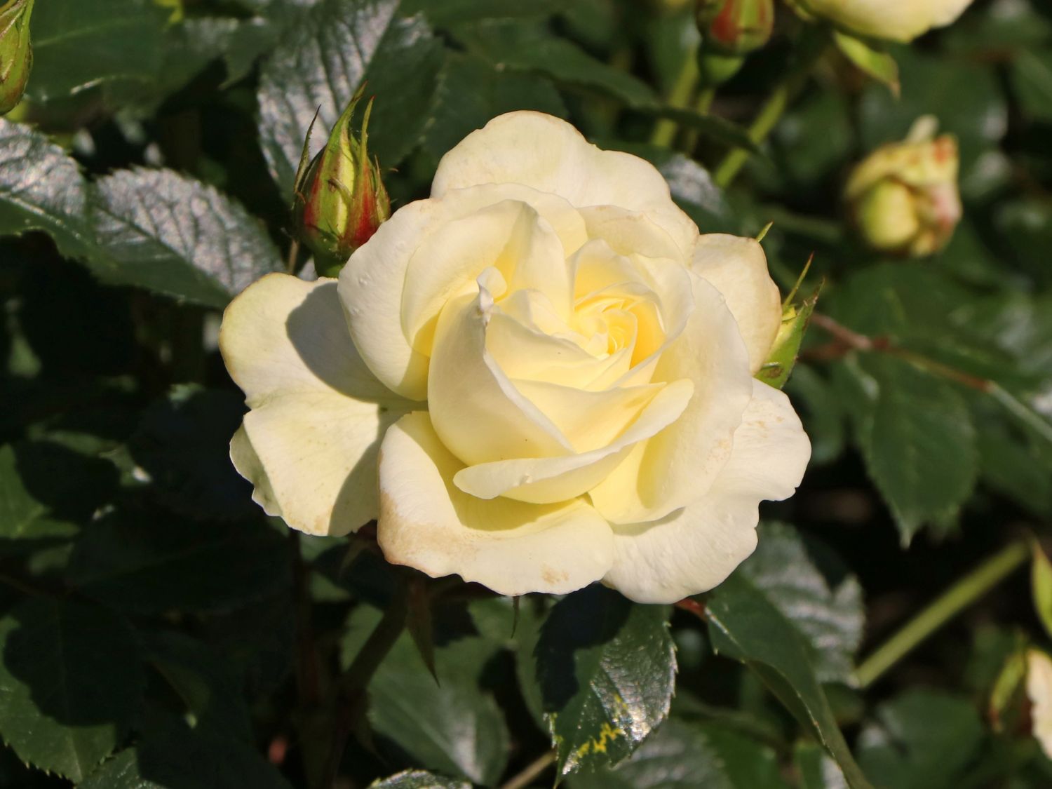 Edelrose 'Avec Amour' ®
