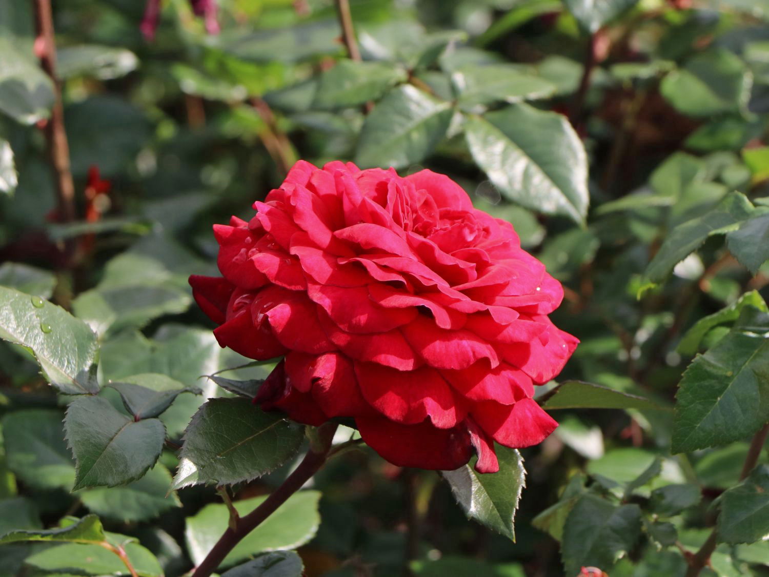 Edelrose 'Bellevue' ®