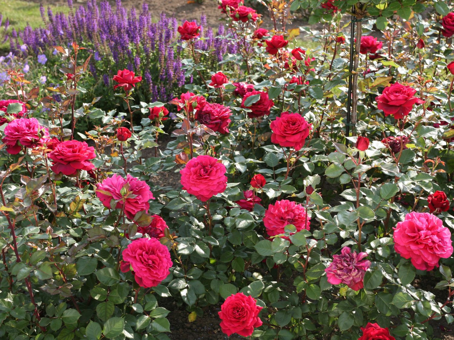 Edelrose 'Bellevue' ® - Rosa 'Bellevue' ®