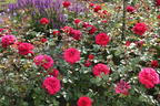 Edelrose 'Bellevue' ® - Rosa 'Bellevue' ®