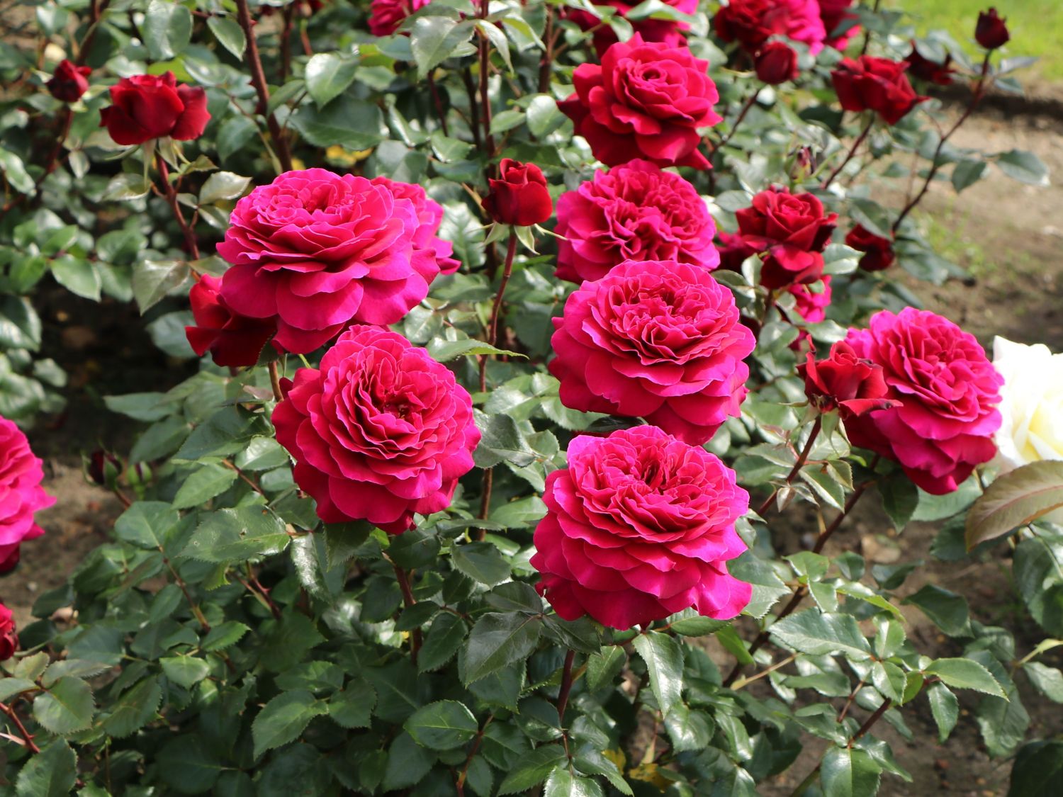 Edelrose 'Bellevue' ® - Rosa 'Bellevue' ®