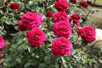 Edelrose 'Bellevue' ® - Rosa 'Bellevue' ®