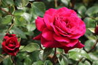 Edelrose 'Bellevue' ® - Rosa 'Bellevue' ®