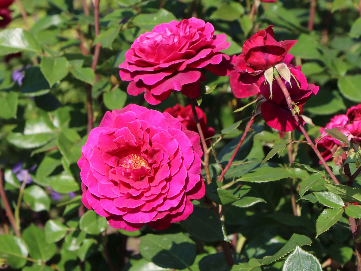 Edelrose 'Bellevue' ® - Rosa 'Bellevue' ®