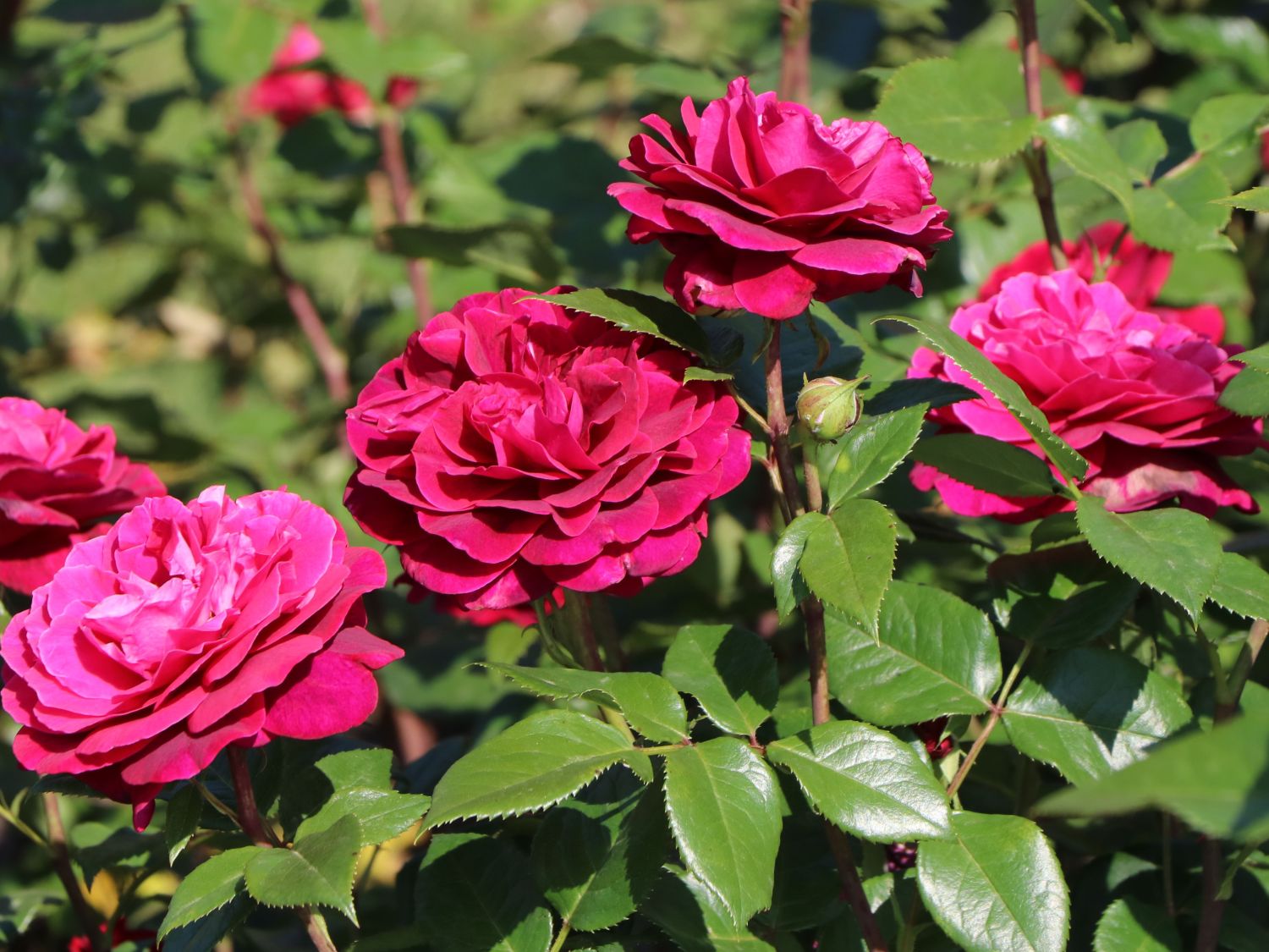 Edelrose 'Bellevue' ® - Rosa 'Bellevue' ®