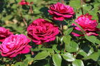 Edelrose 'Bellevue' ® - Rosa 'Bellevue' ®