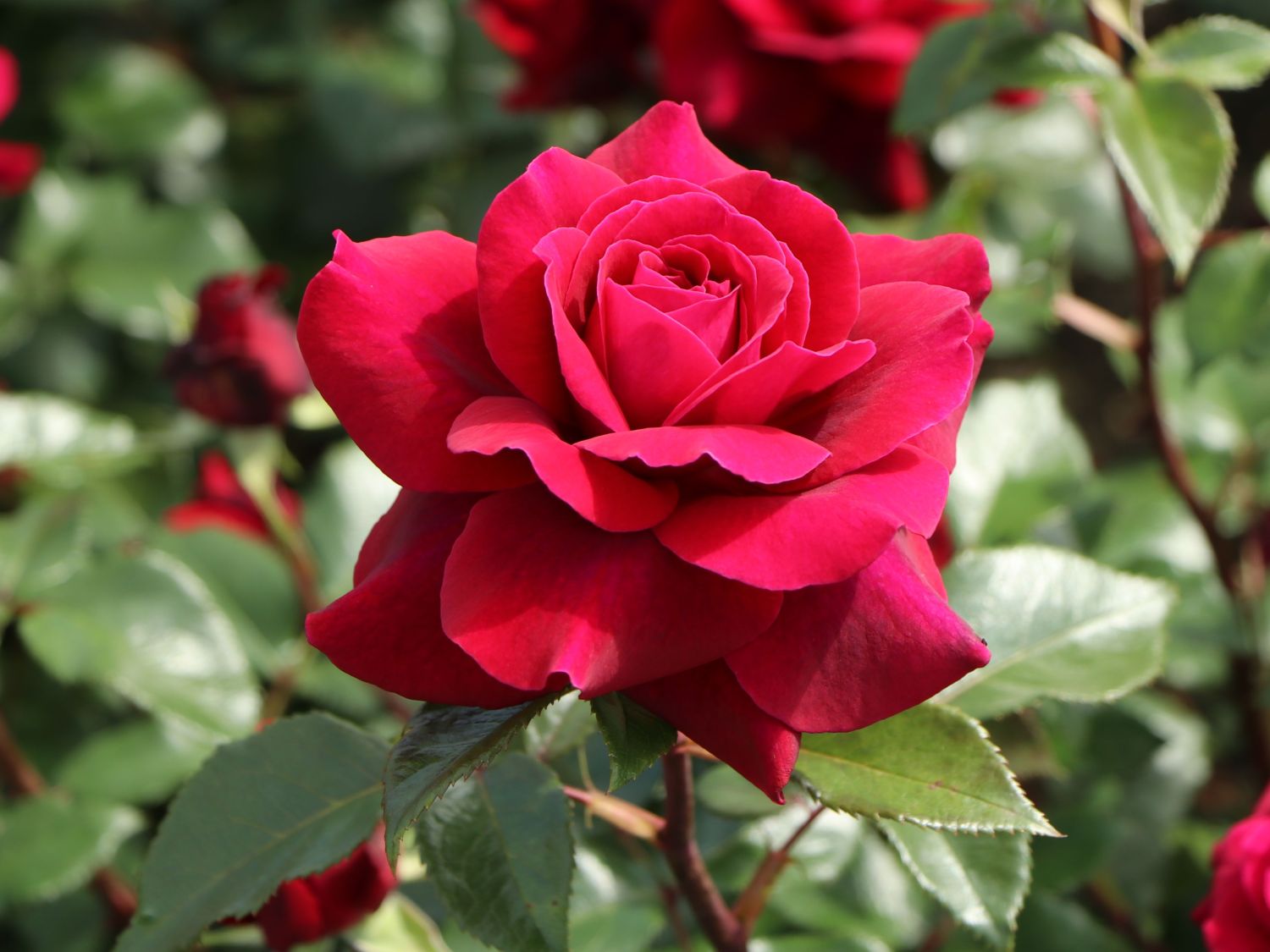 Edelrose 'Bellevue' ® - Rosa 'Bellevue' ®