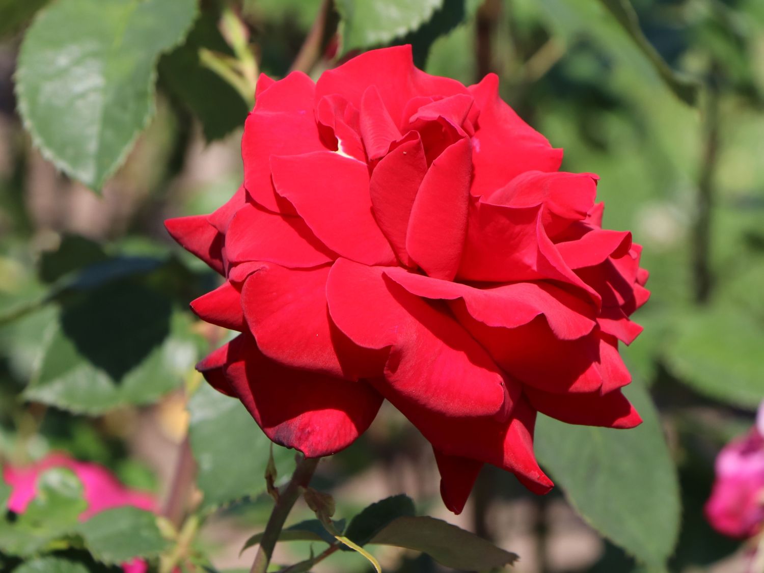 Edelrose 'Bellevue' ® - Rosa 'Bellevue' ®