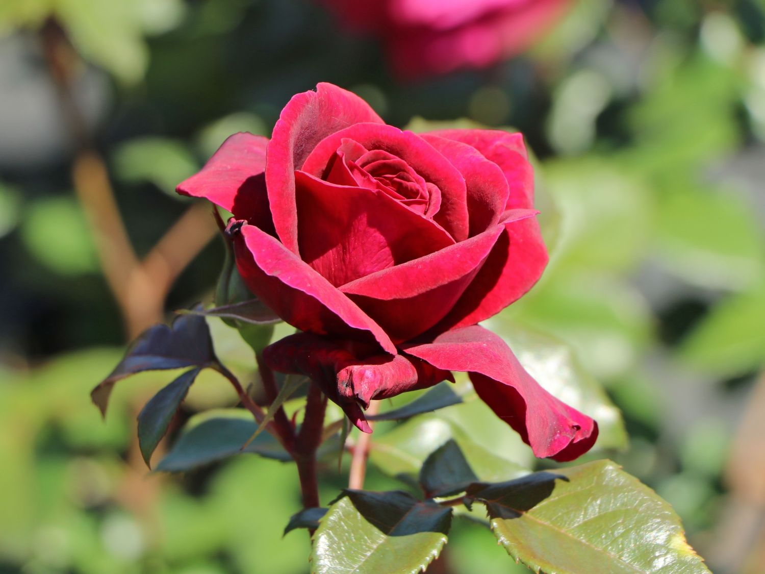 Edelrose 'Bellevue' ® - Rosa 'Bellevue' ®
