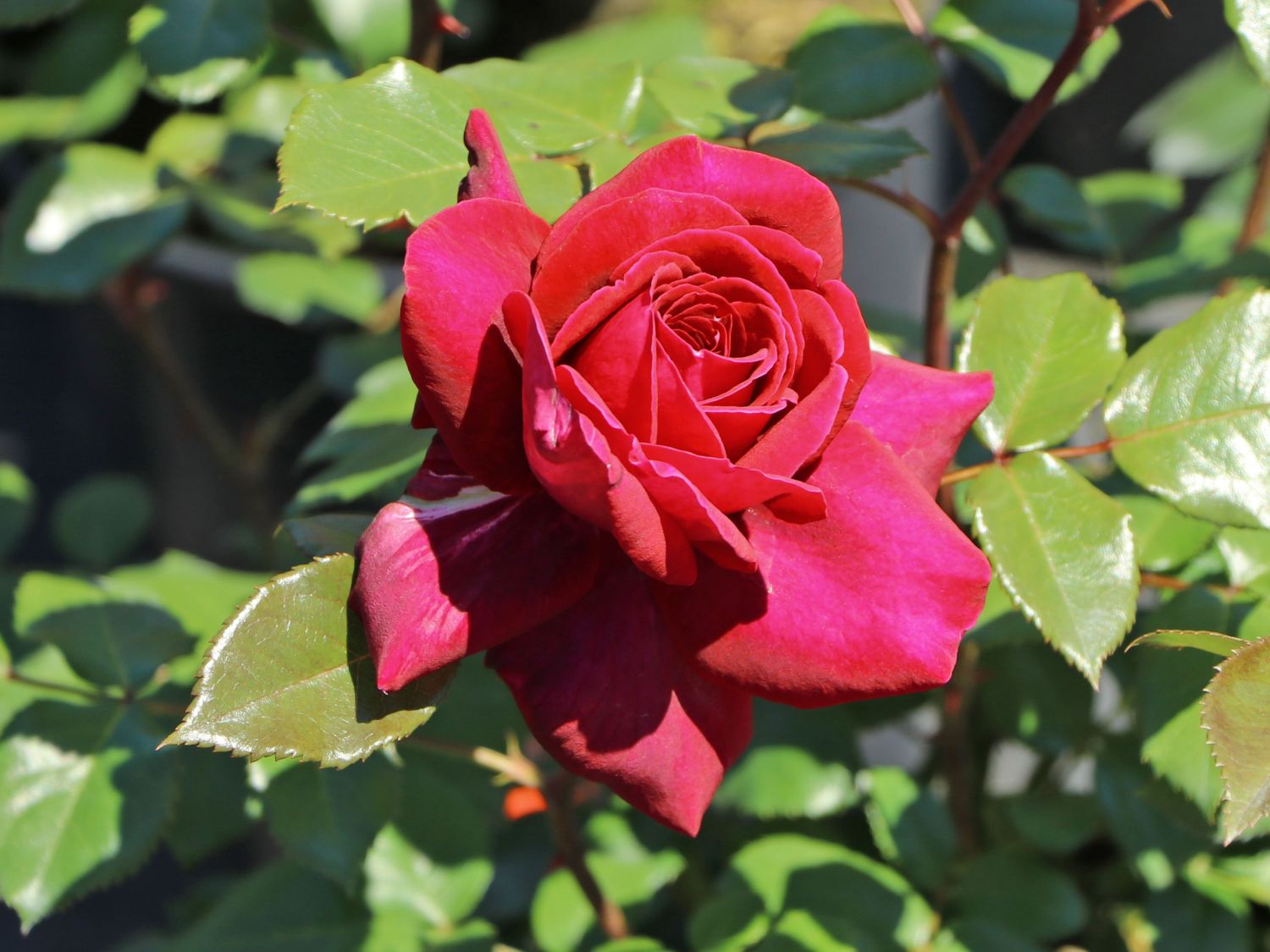 Edelrose 'Bellevue' ® - Rosa 'Bellevue' ®
