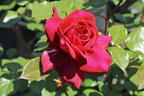Edelrose 'Bellevue' ® - Rosa 'Bellevue' ®
