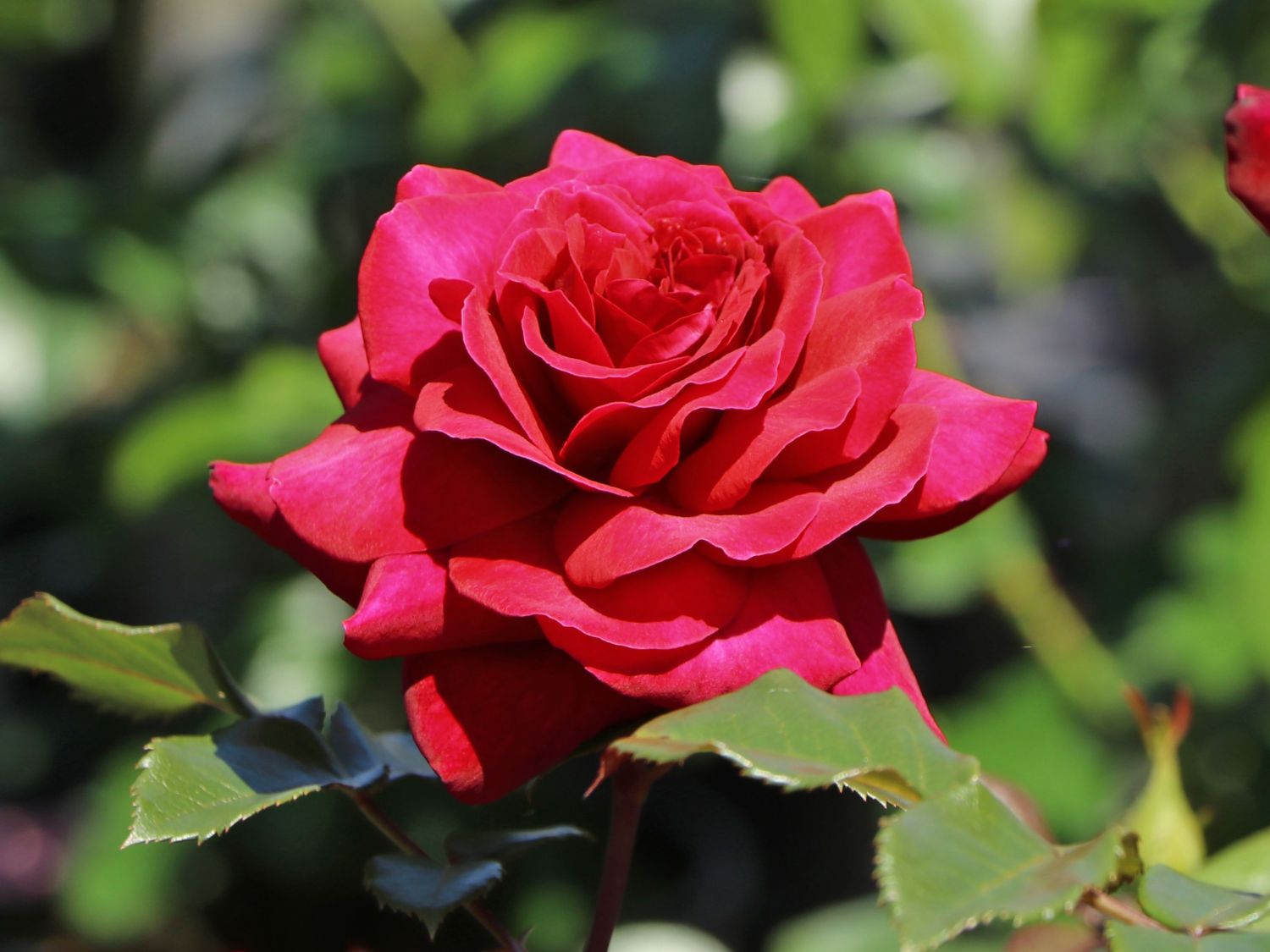 Edelrose 'Bellevue' ® - Rosa 'Bellevue' ®