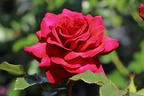 Edelrose 'Bellevue' ® - Rosa 'Bellevue' ®