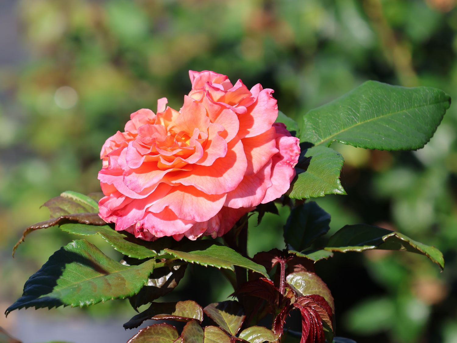 Edelrose 'Better Times' ®