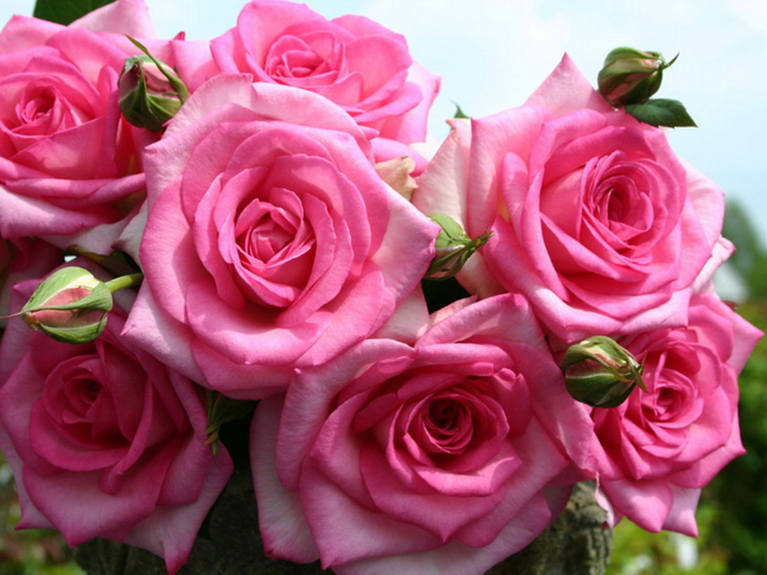 Rosengewächse (Rosaceae)