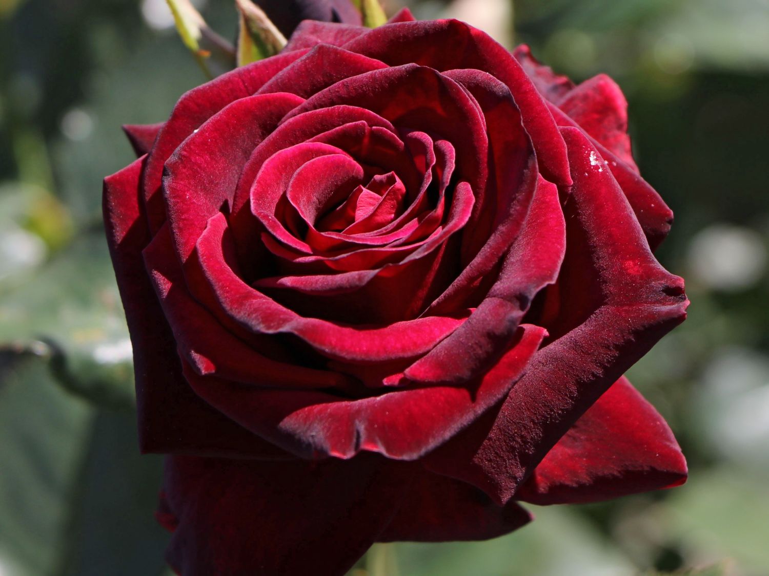 Edelrose 'Black Baccara'